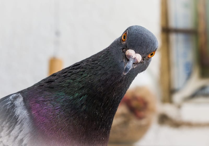 Dépigeonnage dans le Haut-Rhin (68), le Bas-Rhin (67) et le Territoire de Belfort (90)
