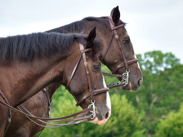 horse joint supplement