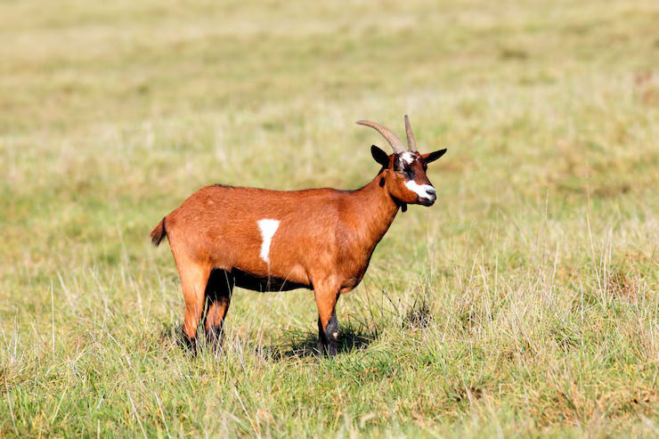 joint supplement for goats