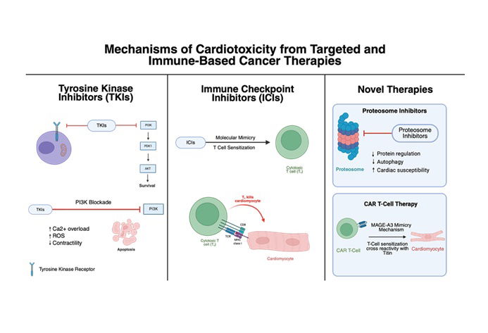 Chemotherapy-Induced Cardiotoxicity: Mechanisms, Detection and Emerging Therapies in Cardio-Oncology