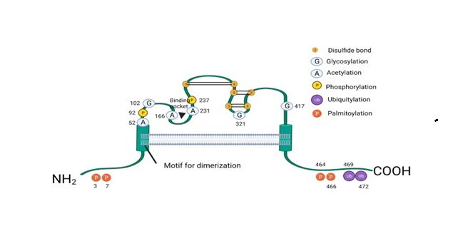 The role of CD36 in renal and bladder cancer
