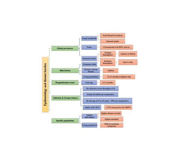 Clinical Insights and Advancements in Human Metapneumovirus Management and Prognosis