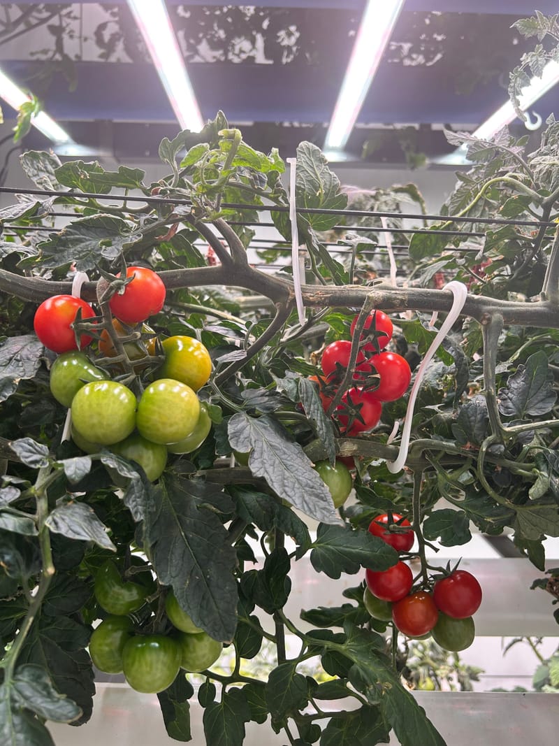 Operational Management