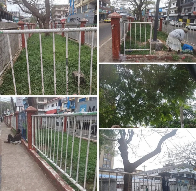 Mary Broh’s City Park Project Turns Into Mini Forest and Home to Insane People