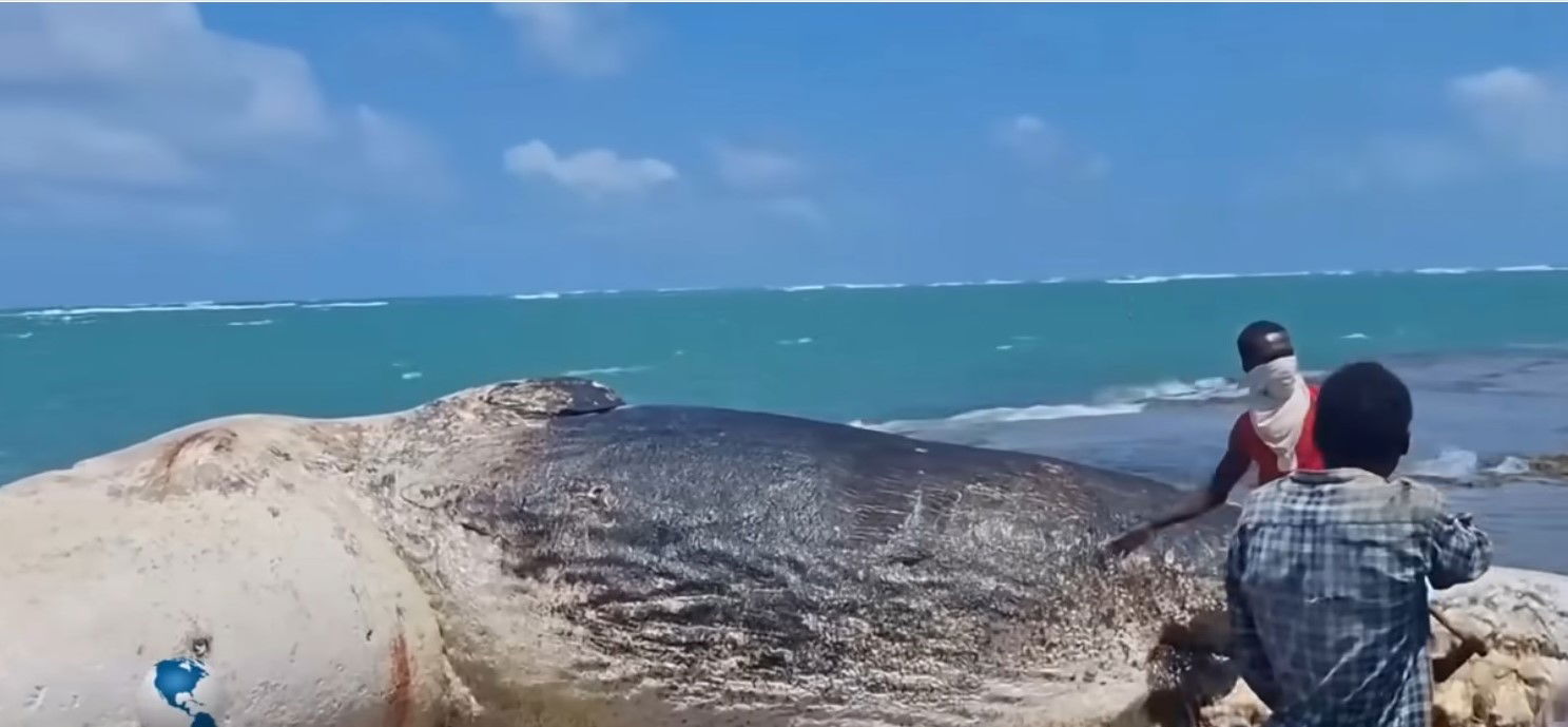 Dolphin strandings in Bosaso,Puntland ,somalia