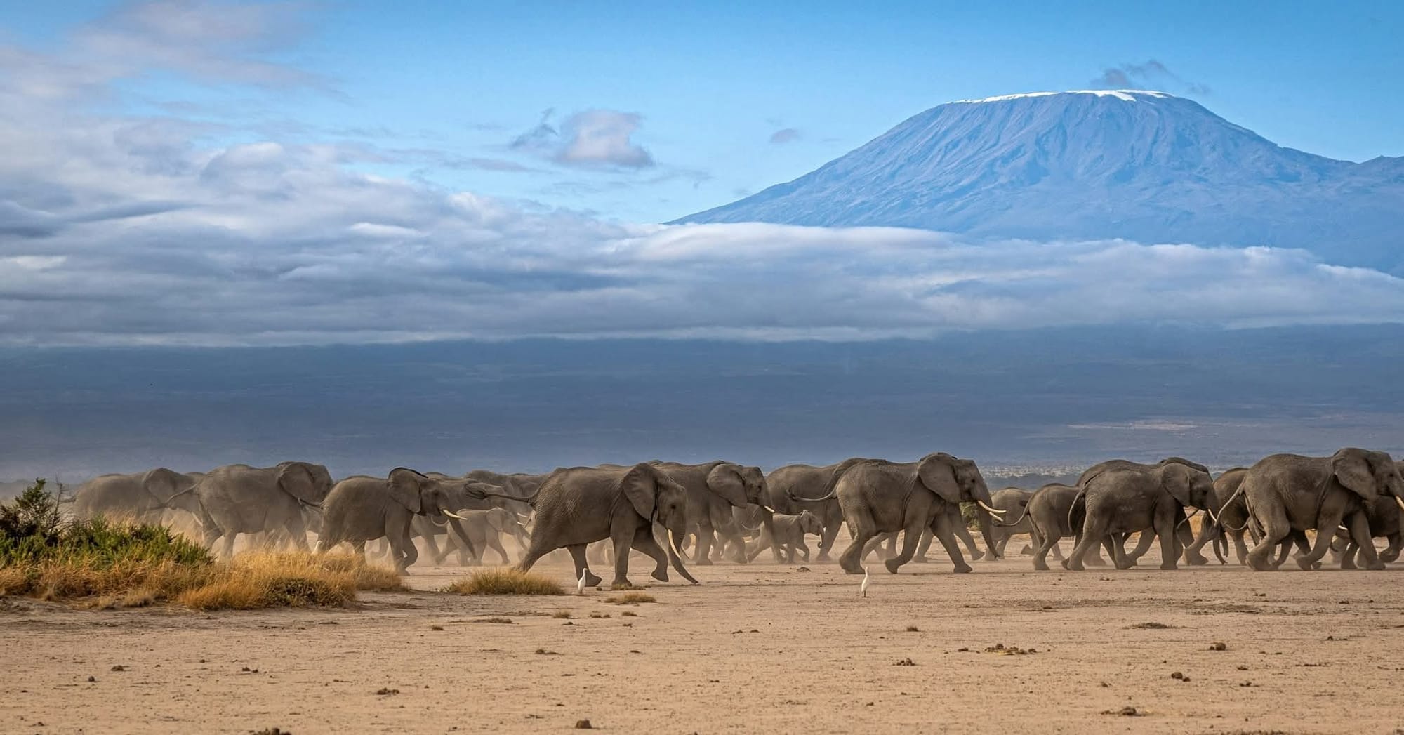 Booking Kenya and Tanzania safaris with Josantos Safaris offers several advantages: