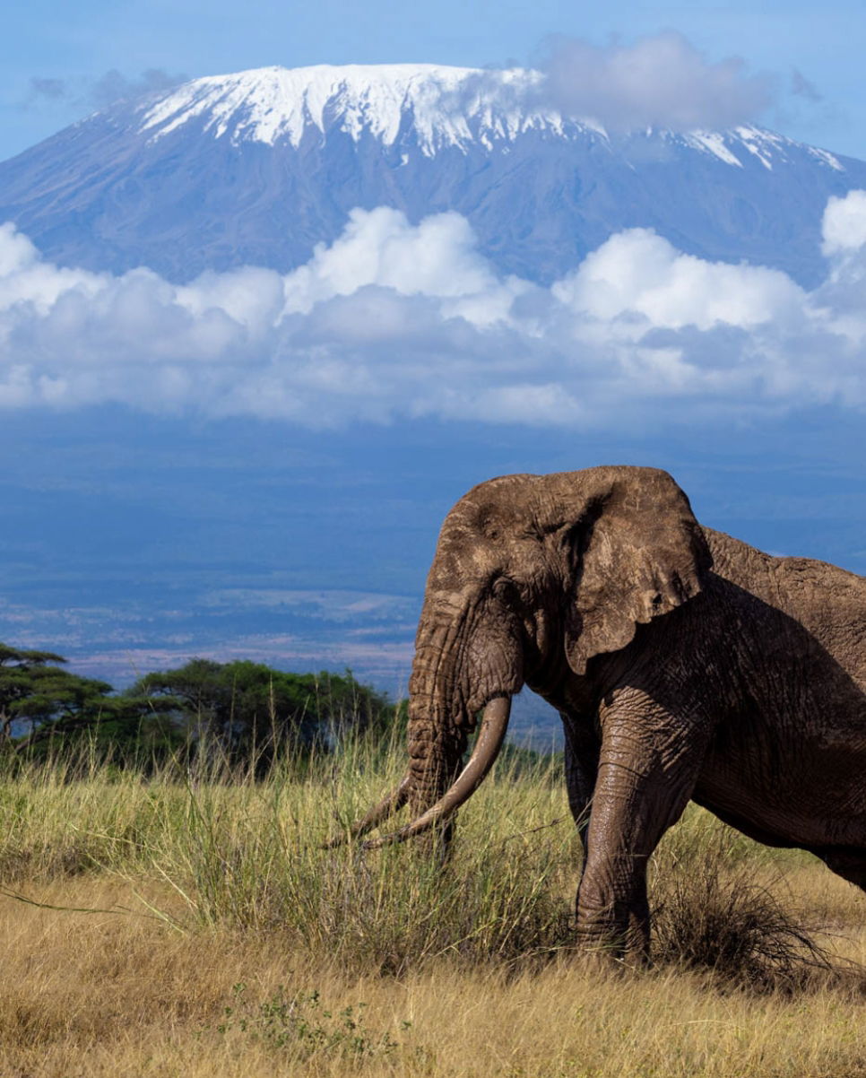How Much Does a Kenya and Tanzania Safari Cost?