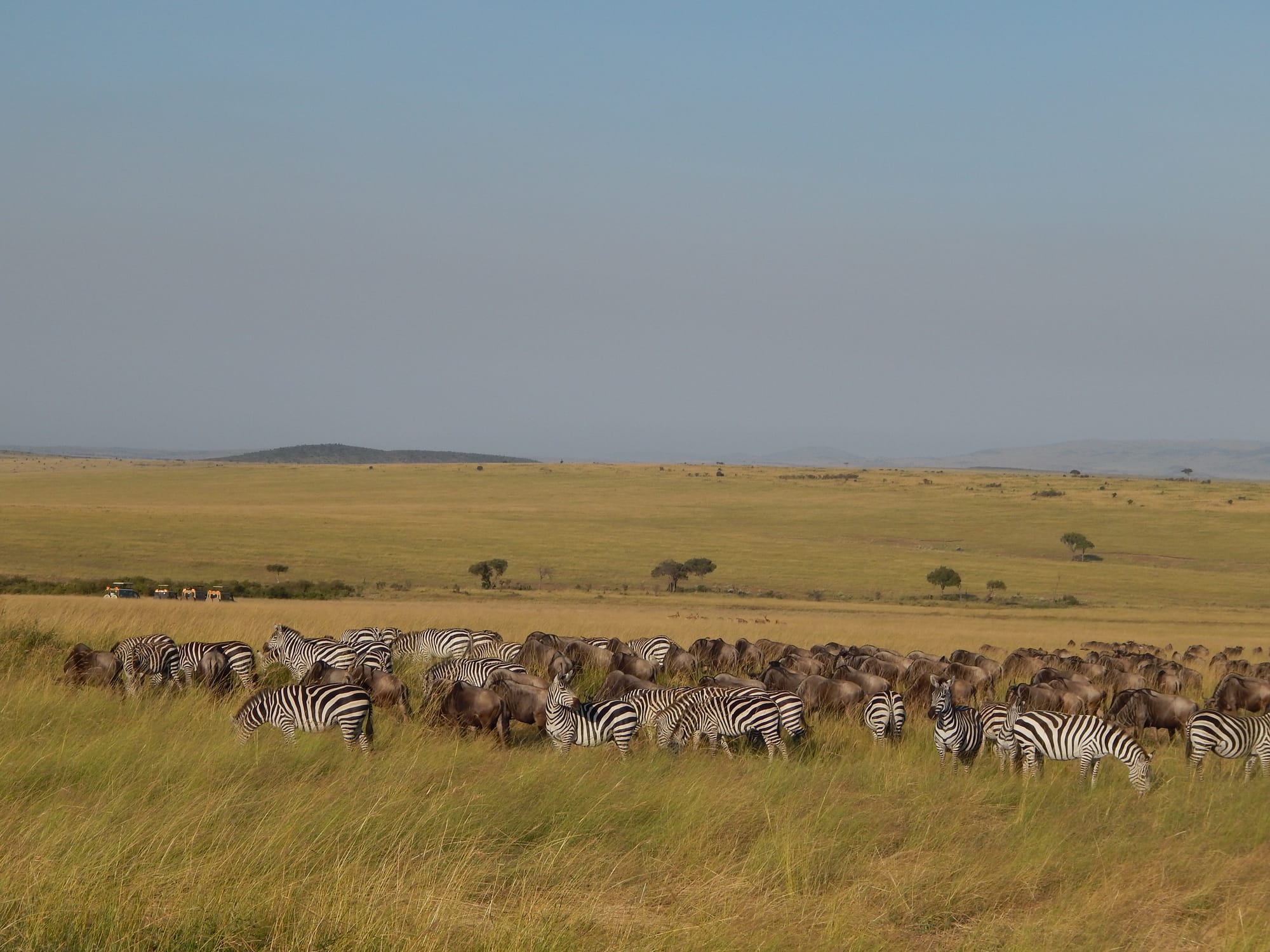 Witness the Great Wildebeest Migration with Josantos Safaris