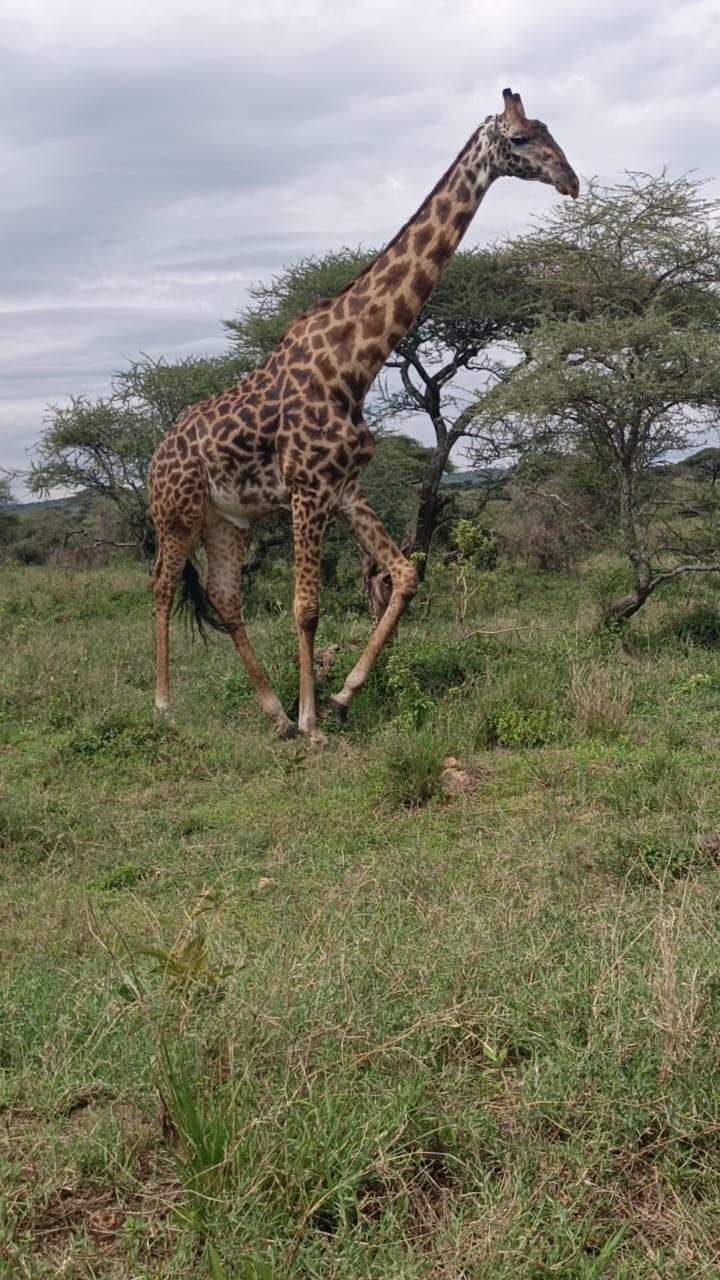 7 Days Tanzania Safari