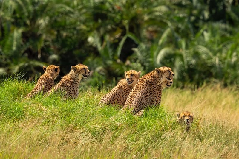 3 Days Serengeti Luxury Safari