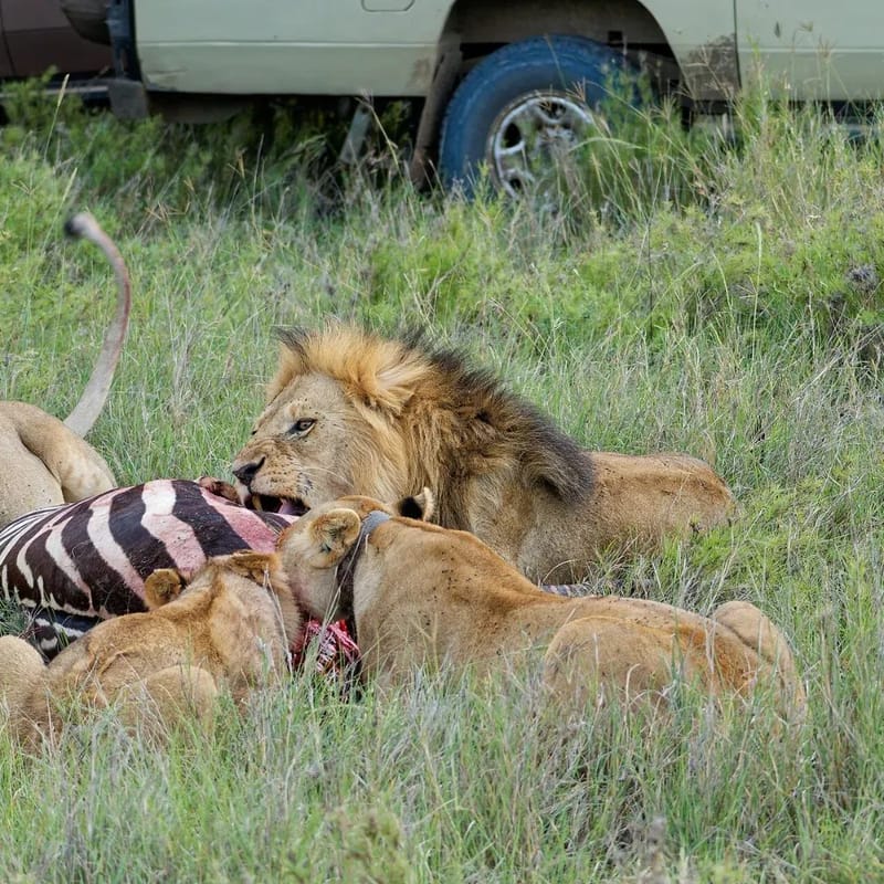 6 Days Kenya and Tanzania Safari with Josantos Safaris