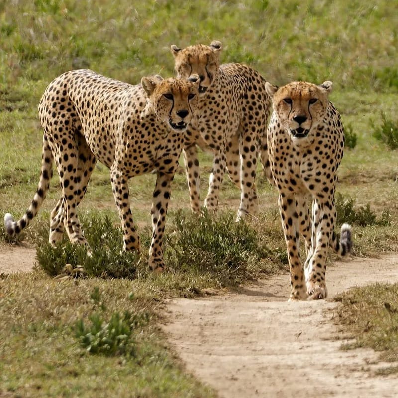 6 DAYS MASAIMARA & SERENGETI