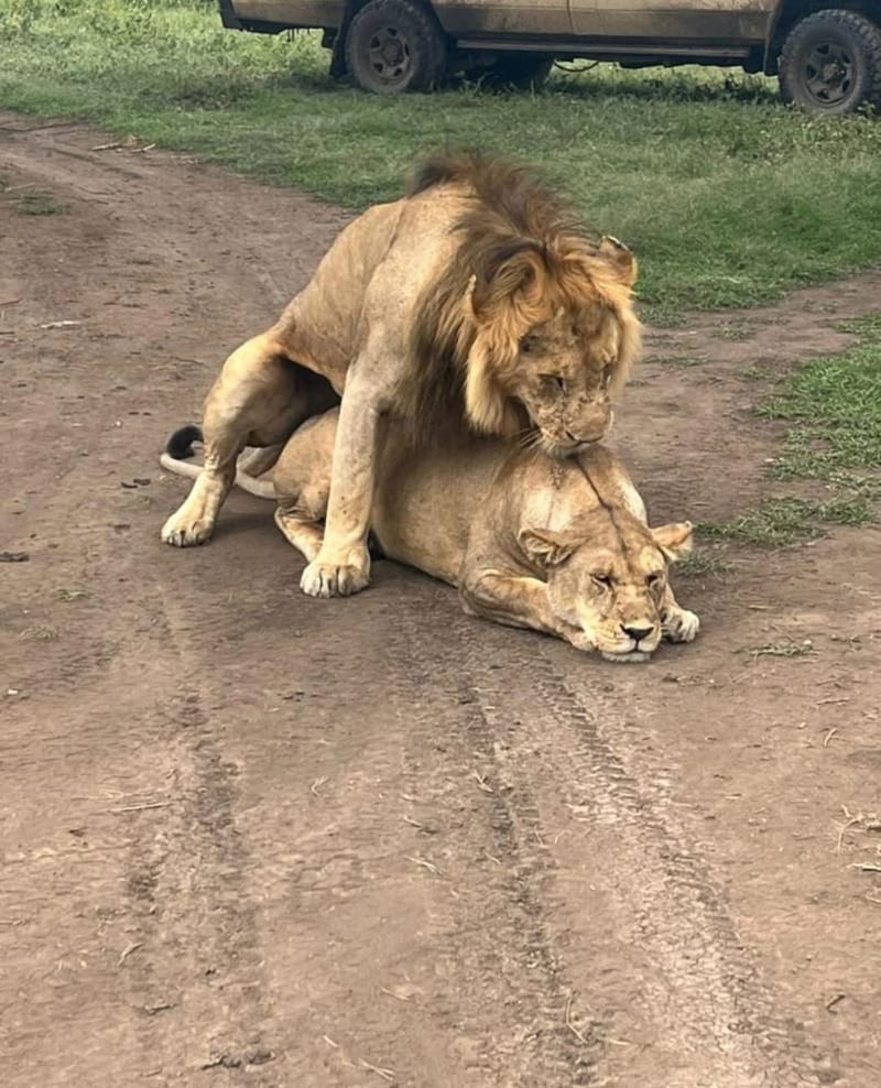 7-Day Kenya Safari with Josantos Safaris | Big Five & Scenic Parks | Ultimate Safaris