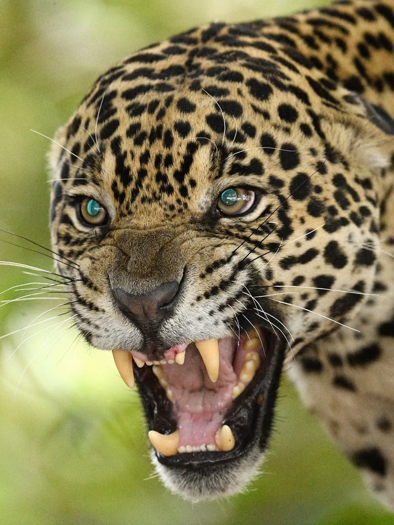 6 DAYS MASAIMARA & SERENGETI