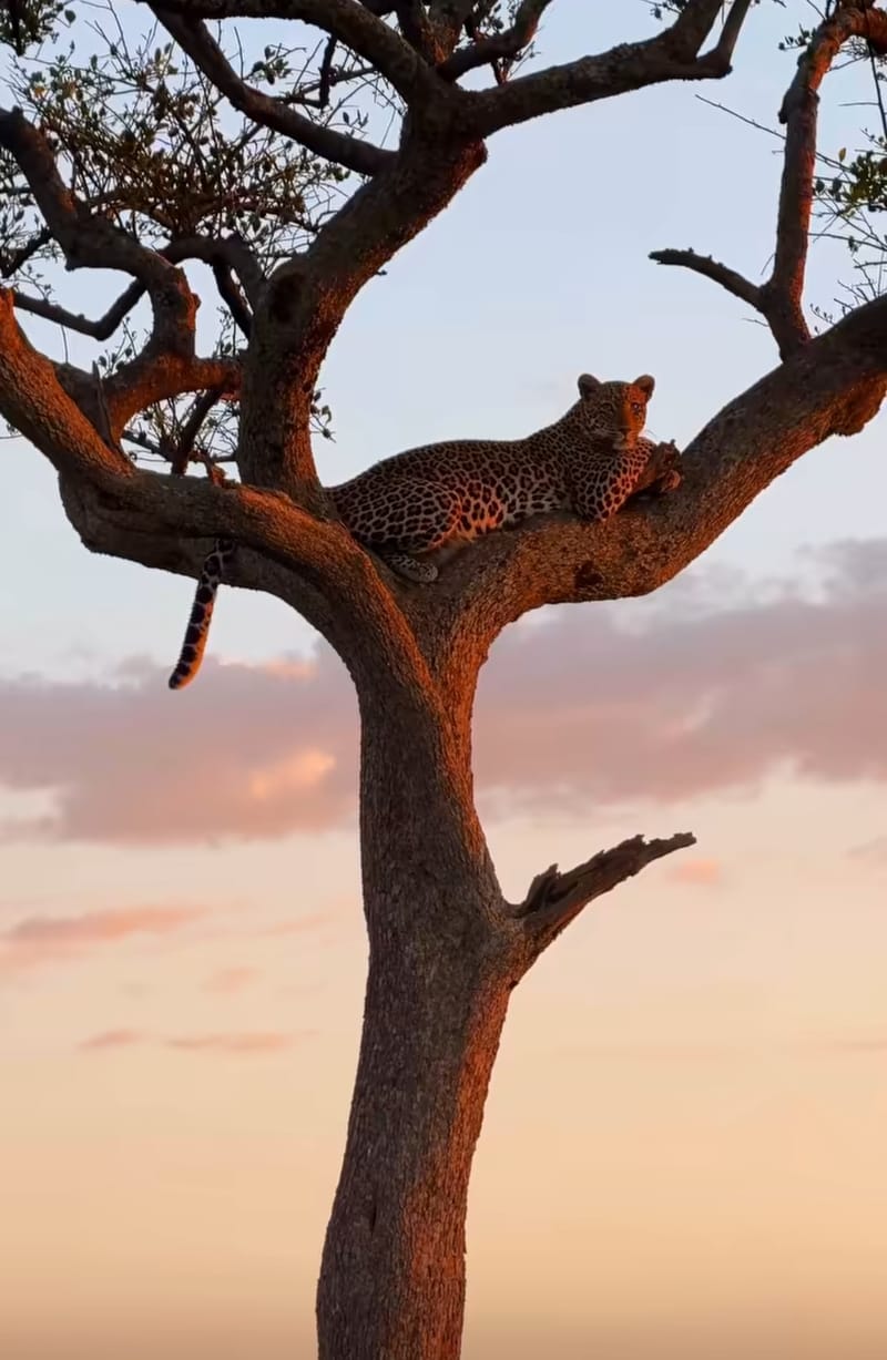 Discover the Ultimate 5-Day Flying Safari: Maasai Mara to Serengeti