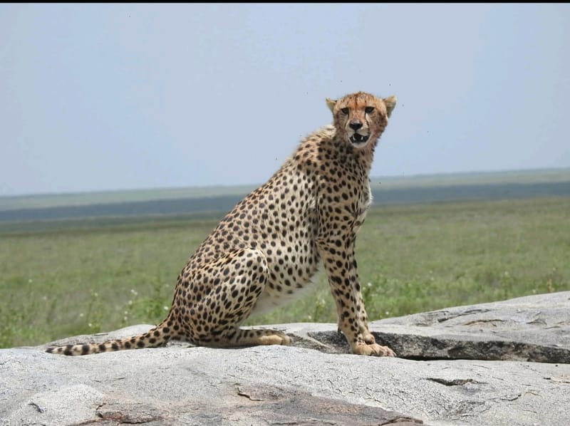 Explore East Africa: 14-Day Ultimate Kenya & Tanzania Safari — Samburu, Aberdare, Nakuru, Masai Mara, Serengeti, Ngorongoro, Lake Manyara, Amboseli