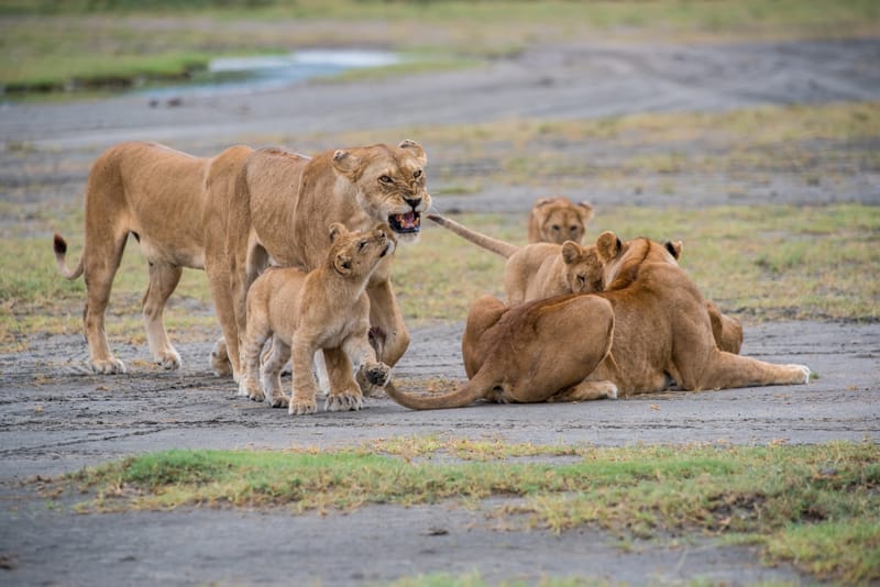 Custom Kenya and Tanzania Safari Itineraries