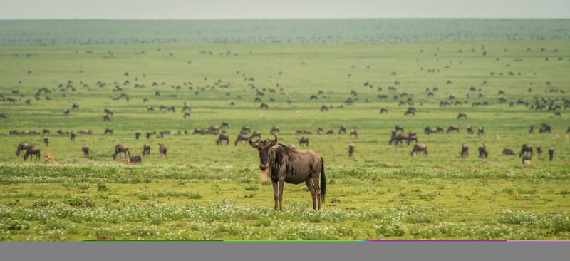 Customizable Safari Packages