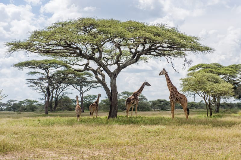 12 Days Kenya and Tanzania Safaris