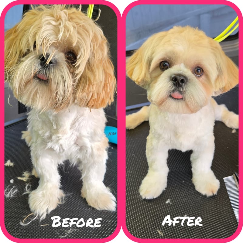 Showtime Pet Grooming