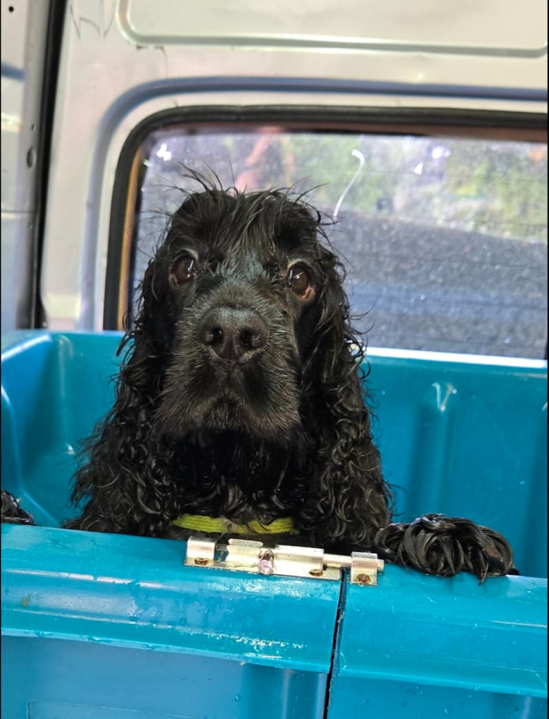 Showtime Pet Grooming
