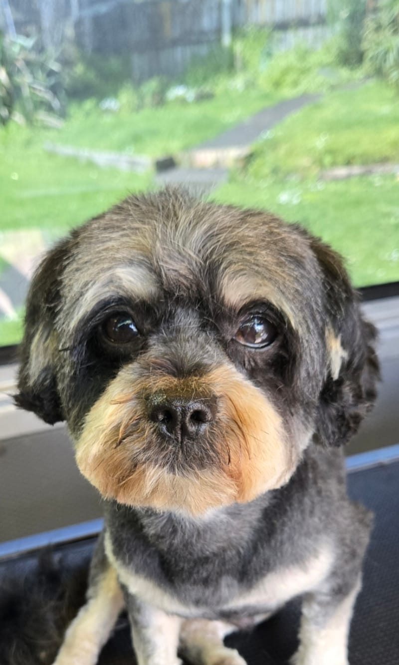 Showtime Pet Grooming
