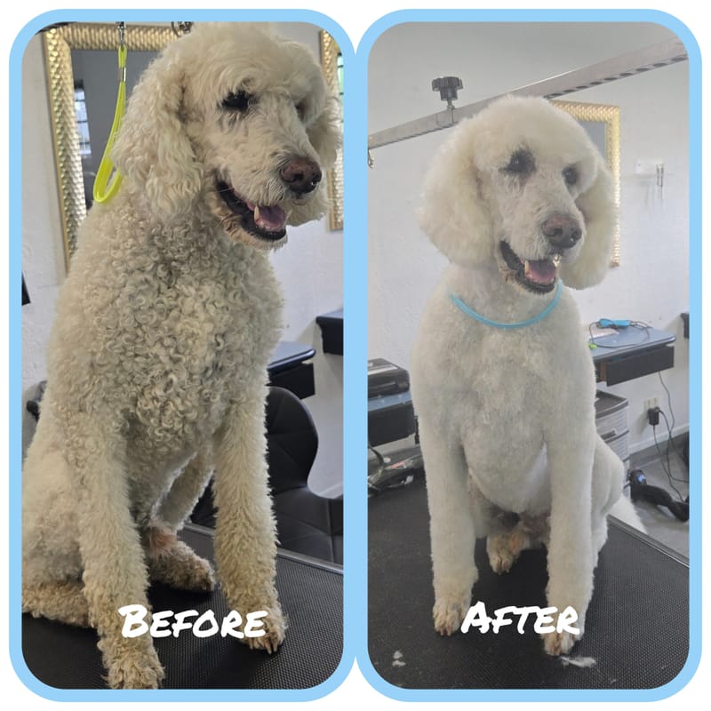 Showtime Pet Grooming