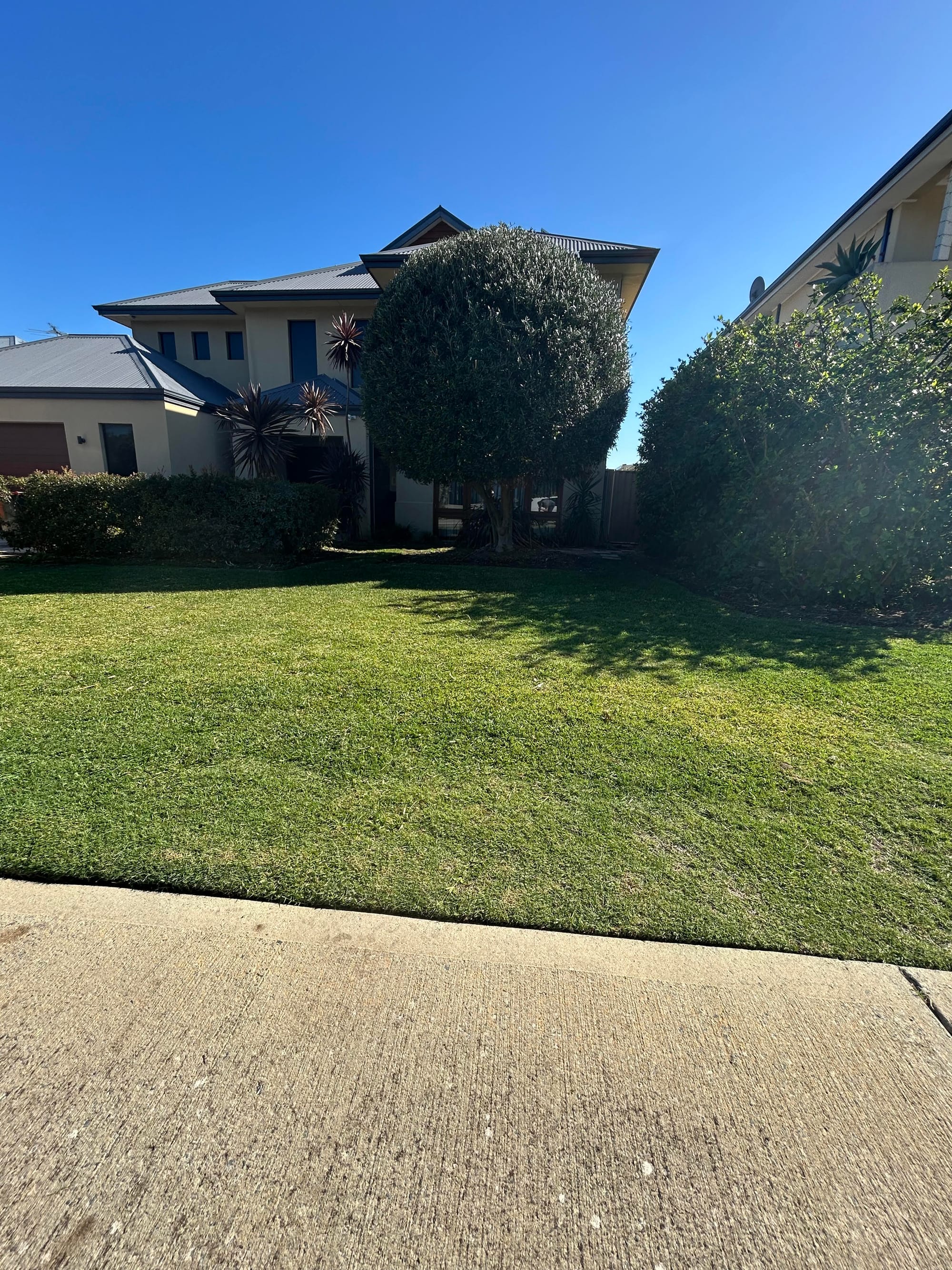 Olive tree trim and shape