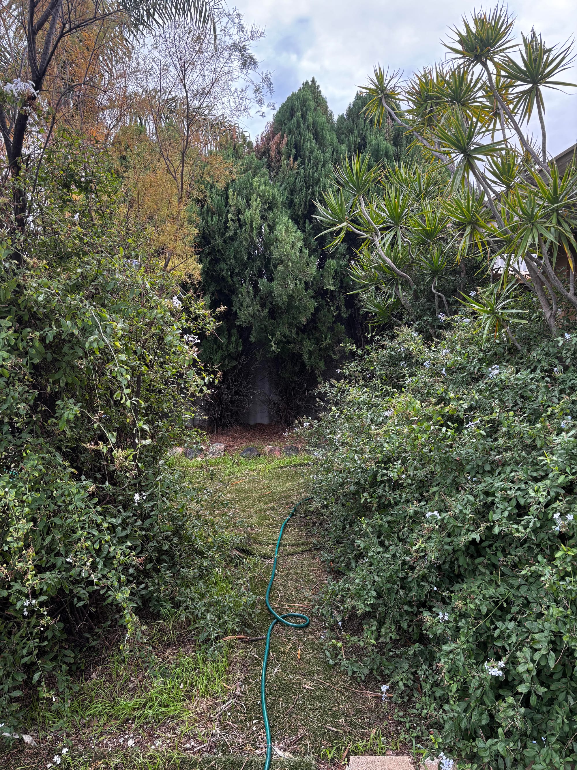 Before: Front yard clean up