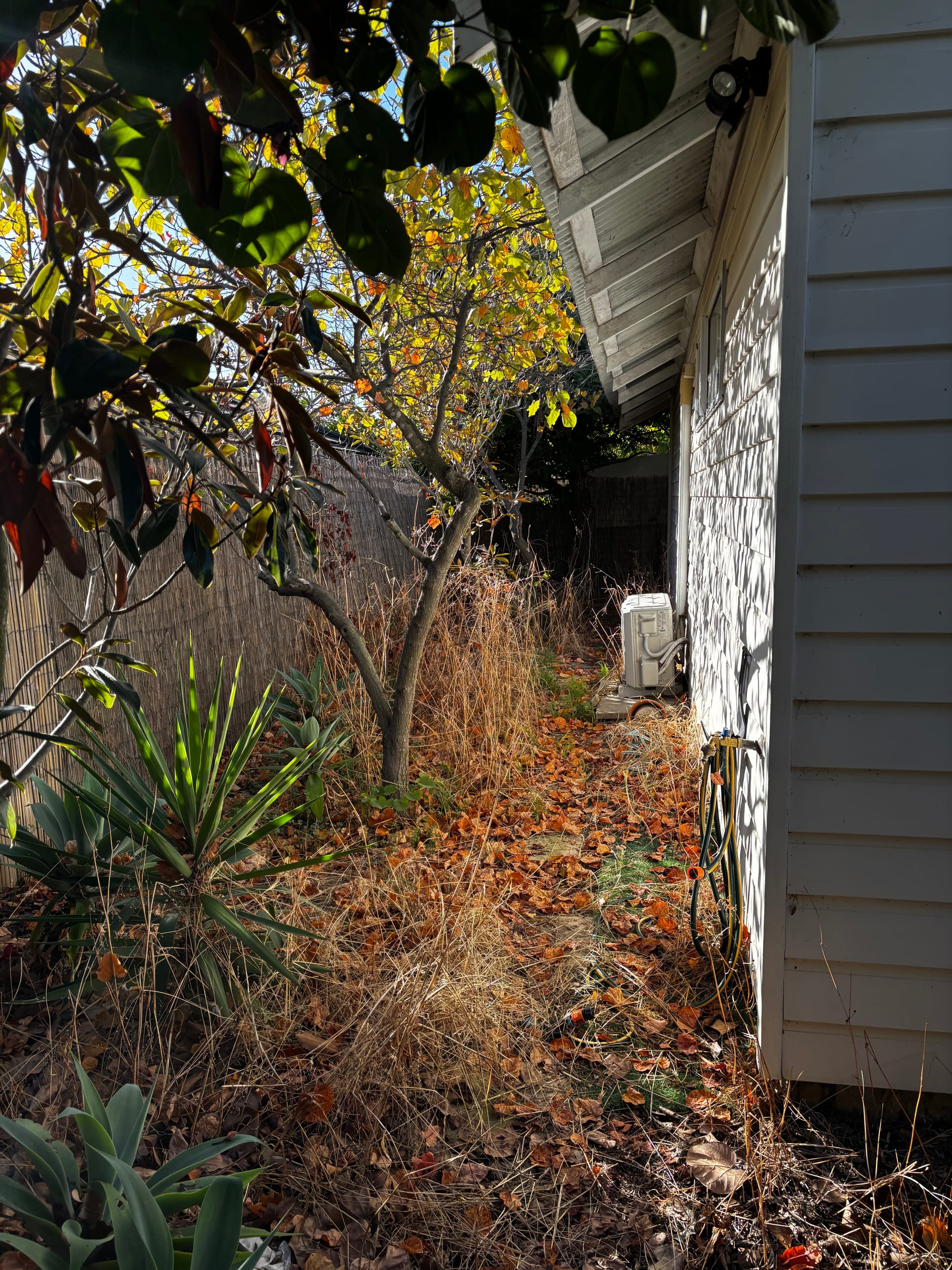 Before: Backyard clean up