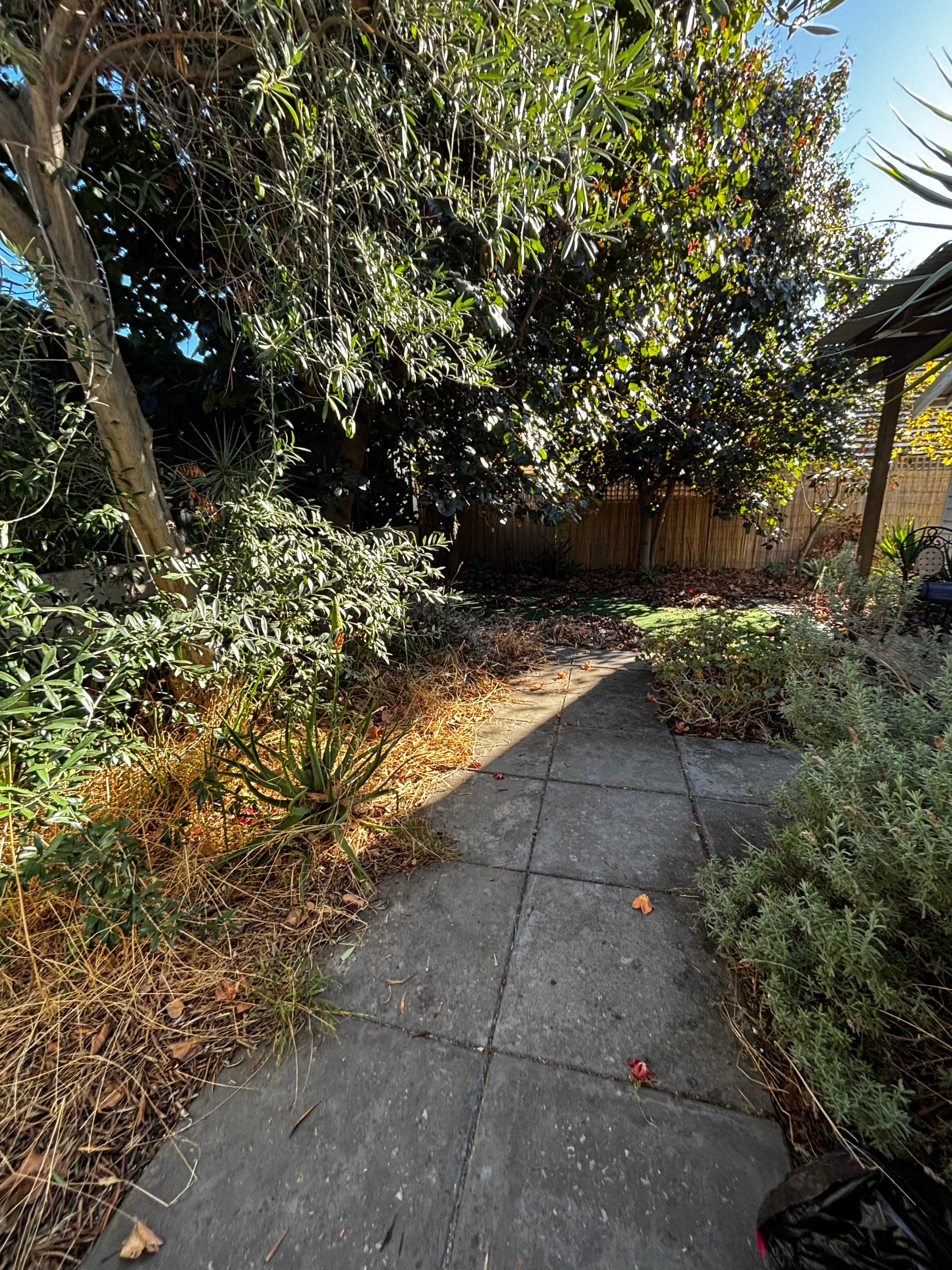 Before: Backyard clean up