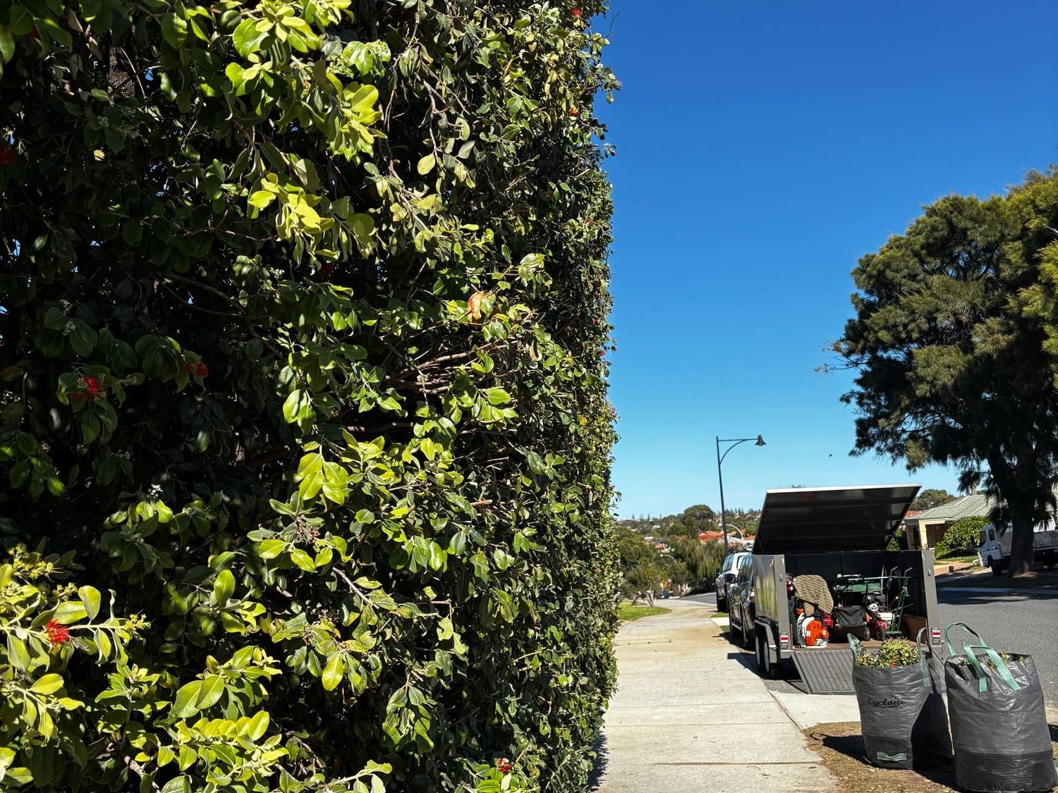 After: Large hedge trim and shape