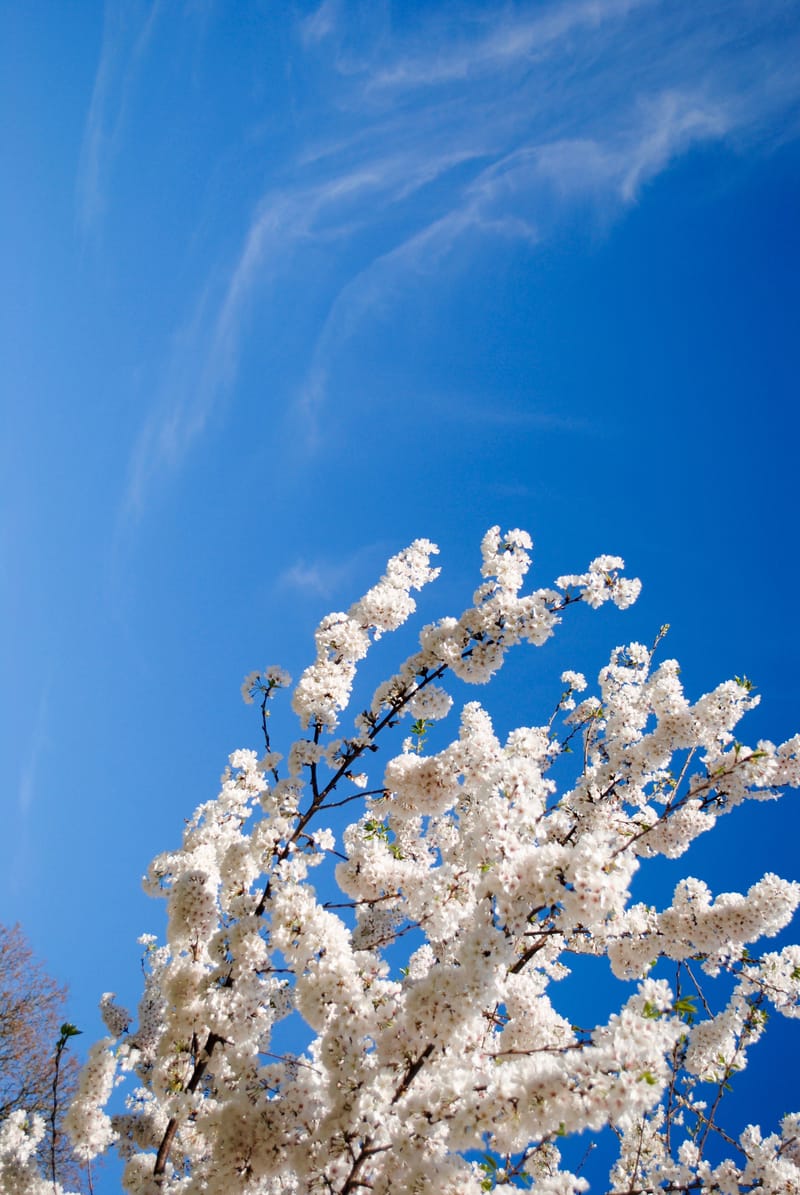 Photgraphy for Various Clients