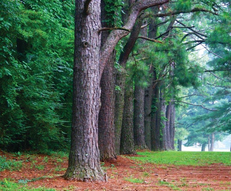 Photgraphy for Various Clients