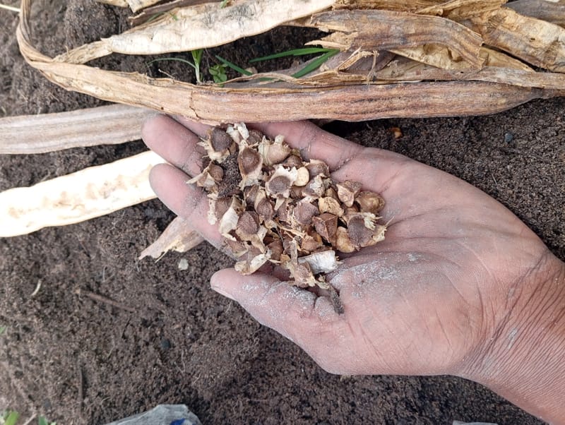 Nature Conservation, Land Restoration, Soil Healthy, Climate Action