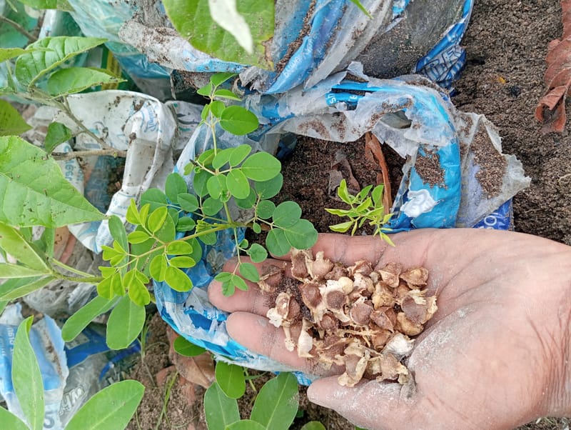 Nature Conservation, Land Restoration, Soil Healthy, Climate Action