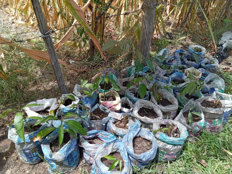 Nature Conservation, Land Restoration, Soil Healthy, Climate Action