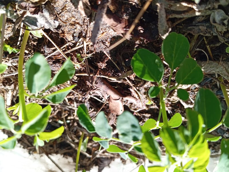 Nature Conservation, Land Restoration, Soil Healthy, Climate Action