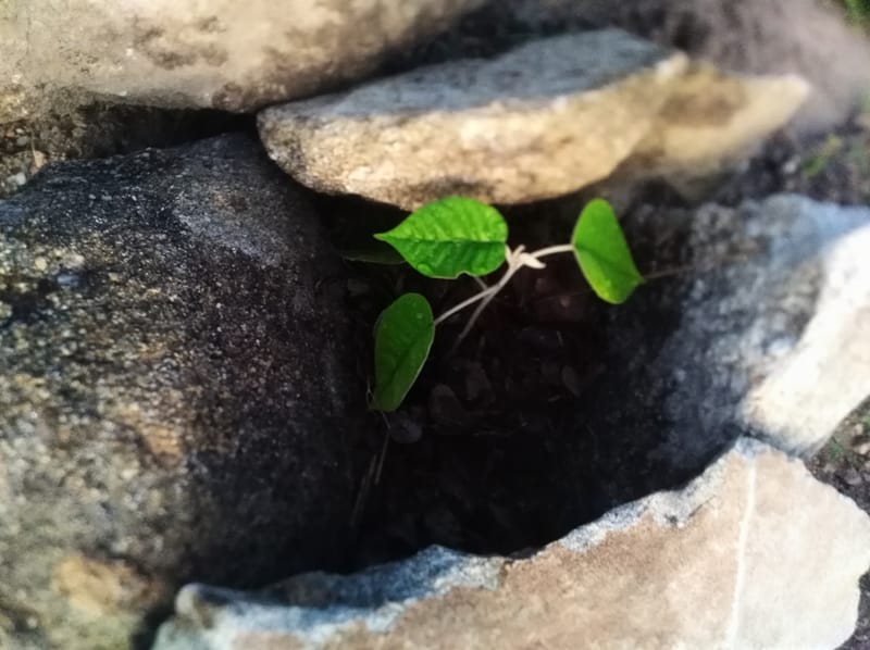 Nature Conservation, Land Restoration, Soil Healthy, Climate Action