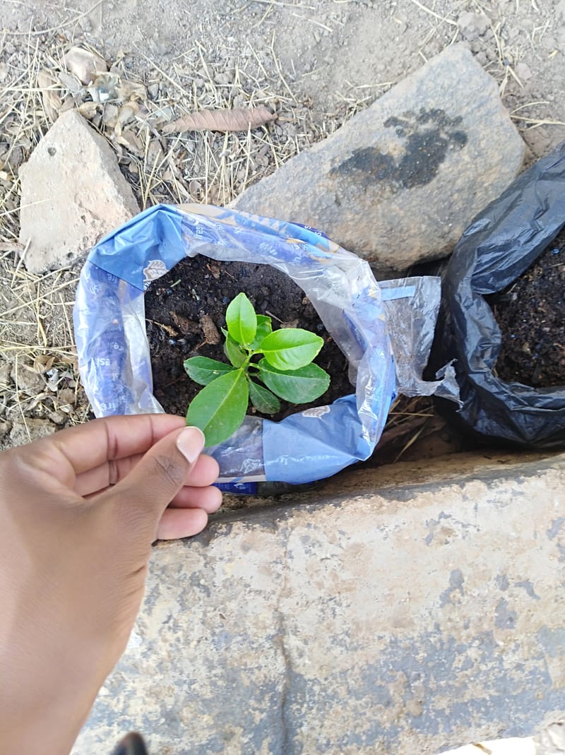 Nature Conservation, Land Restoration, Soil Healthy, Climate Action