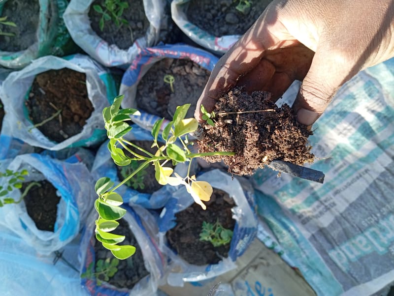 Nature Conservation, Land Restoration, Soil Healthy, Climate Action