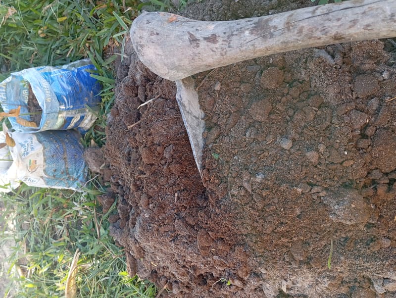 Nature Conservation, Land Restoration, Soil Healthy, Climate Action