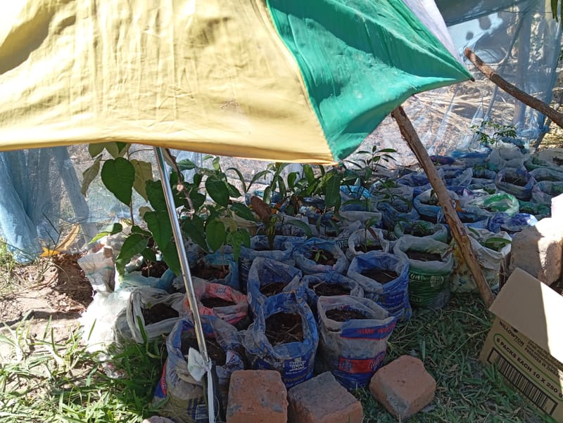 Nature Conservation, Land Restoration, Soil Healthy, Climate Action