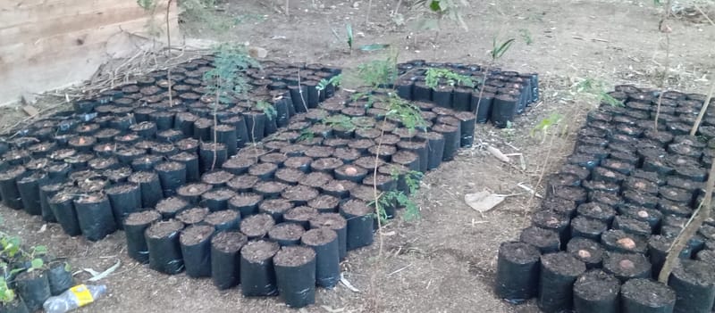 Nature Conservation, Land Restoration, Soil Healthy, Climate Action