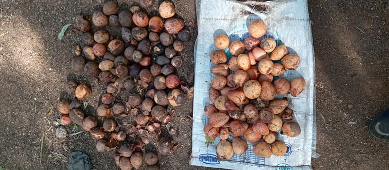 Nature Conservation, Land Restoration, Soil Healthy, Climate Action