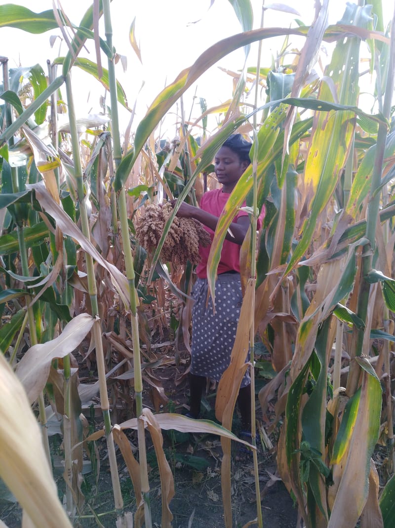 Crop Production & Value Addition