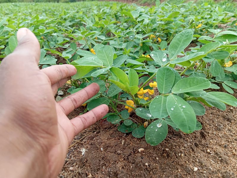 Crop Production & Value Addition