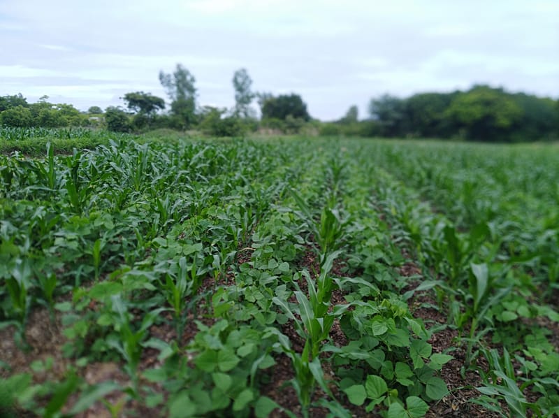 Crop Production & Value Addition