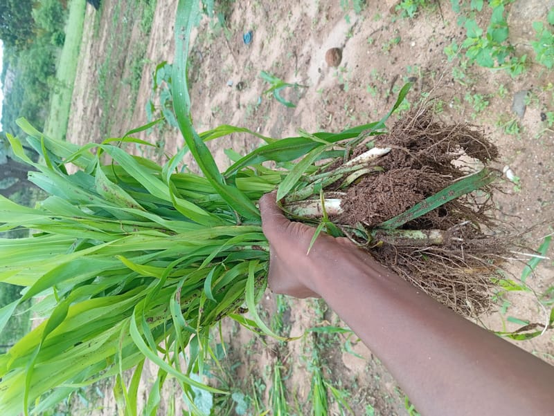 Crop Production & Value Addition