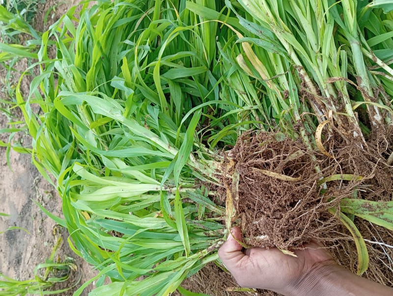 Crop Production & Value Addition